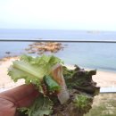 속초회포장 이미지