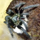 팬더랜드 이미지