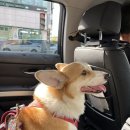 한슬팜 | 태국 방콕1🇹🇭👨‍👩‍👧‍👦 (노스이스트,비터맨,조드페어,쏜통포차나,짜런생실롬,왓포사원,왓아룬,롱로스)