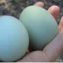 만수 한우 축산 이미지