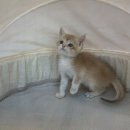 도그마루 강아지고양이 일산점 이미지