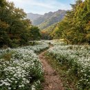 청양향교공자상 | 청양 칠갑산·장곡사 구절초 꽃길 언제 가나 — 9월 충남 가을 나들이와 고추 수확 체험