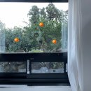 드랑드랑 | 제주 독채펜션 드랑드랑 추천 후기 돌담과 귤밭이 예쁜 제주 감성 숙소