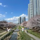 지에스25천안문화중앙점 | 2026 천안 원성천 벚꽃 실시간 개화상황(4/1추가) + 주차 꿀팁·근처 맛집 총정리