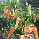 김형길 농장 이미지