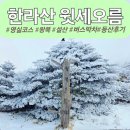 달리오름 | 겨울 한라산 등산코스 추천 ｜여유롭게 걷는 윗세오름 왕복 코스 설산 등산 후기 (영실코스)