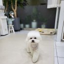 사랑받개 이미지