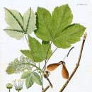 - 개버즘단풍나무, Sycamore maple 이미지