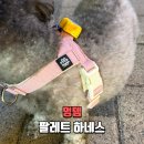 말레트 | 강아지하네스추천 소형견하네스 멍템팔레트하네스 사용 후기