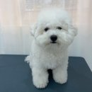 살롱드멍뭉 이미지