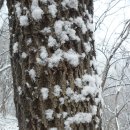 호남정맥 첫구간 瑞雪산행, 모래재~조약치~주화산(조약봉,정맥발기점)~만덕산~슬치(29km) 이미지