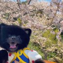 몽모드펫 이미지