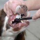 천지추 애견샵 이미지