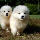 세계명견 감곡켄넬 이미지