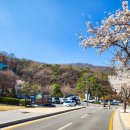 수안보 인공 암벽장 화장실 | 벚꽃명소 이천가볼만한곳 설봉산 4월 벚꽃풍경-음악분수 가동시간 정보