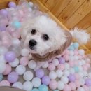 어벤독스 이미지