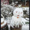 우리집 남천나무 이미지