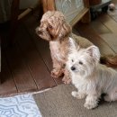 멍멍이 과자점 이미지