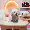 더셀 | 노령견 영양제 추천 SNS 스타 토리도 먹은 프롬더셀 리얼 후기 공개