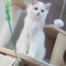 랙돌캐터리 알렉산더돌스 이미지