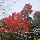 충렬사 | 11월 부산 가을 가볼만한 곳 동래 충렬사 단풍 후기 및 추천