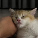 대전 고양이분양 퍼스트캣 대전점 이미지