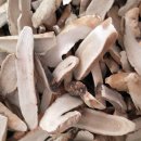 초월약초 이미지