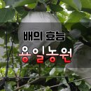 용일농장 이미지