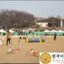 [2017.03.05] KKC 코리아 어질리티 챔피언쉽 Novice 1 이미지