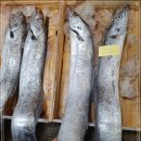 3월 23일(수) 목포는항구다 생선카페 판매생선[ "추천" 왕특대갈치(마리당 2kg / 2.5kg), 병어(30미), 참돔 ] 이미지