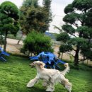 퍼피랜드 이미지