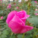 장미도서관 이미지