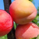 은실농장 이미지