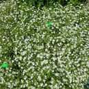 알로애 꽃집 이미지