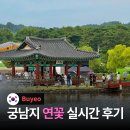 2026 부여 서동연꽃축제 개막식날 다녀온 후기 연꽃 개화 실시간