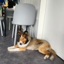 개날라리 이미지