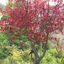 작은나무 이미지