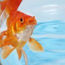 금붕어PC 이미지