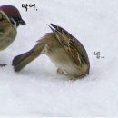 죽향참치