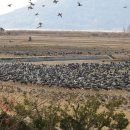 두루미네 이미지