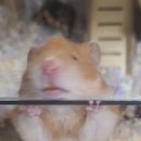 망꼬 이미지