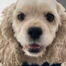 정창수외과동물병원 이미지