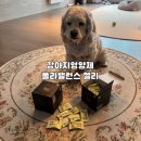 개를 위한 하루 | 🐶 강아지정서안정영양제 폴라밸런스 젤리 우리 아이 마음을 위한 하루 한 개의 루틴 💛