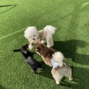 둘리유치원 이미지