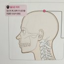 치유일기/ 호르몬 불균형, 생리기간 길어짐에 효과있는 백회혈 혈자리