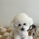 땡큐 베리 도그 이미지