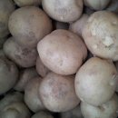 방울토마토 팝니다.감자,양파(무료배송) 이미지