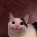 비티아이 이미지