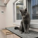 츄냥이 하우스 이미지