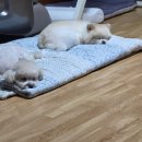 늘, 빛나개 이미지